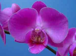 The very popular Phalaenopsis Orchid - The Moth Orchid