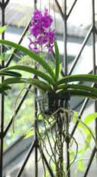 Ascocenda Orchid root system