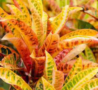 Gold and orange Croton foliage - Codiaeum