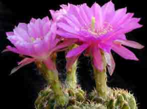 Echinopsis cacti for indoor care