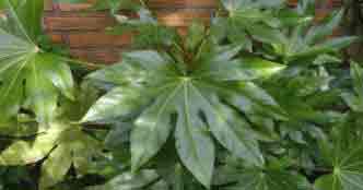 Fatsia - Ornamental Fig indoor plant