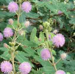Mimosa pudica - The sensitive plant