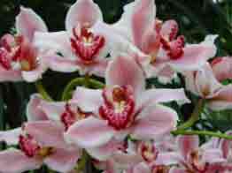 Cymbidium classic orchid