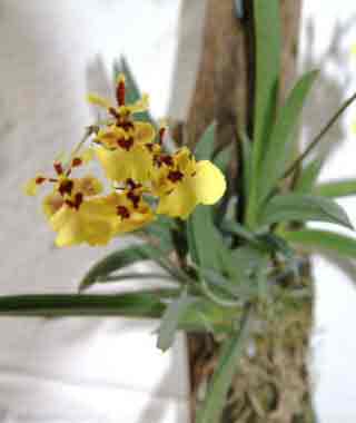 Yellow with maroon marks Oncidium orchid growing on tree log