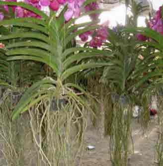 Vanda Orchid showing the extensive root system
