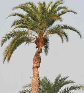 The Date Palm indoors