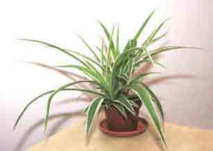 Spider Plant - the perfect houseplant indoors or outdoors!