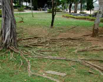 Invasive root system of Ficus