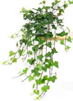 Hanging ivy - hedera - in pot on shelf