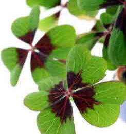 Oxalis - a weed outdoors but a good houseplant indoors