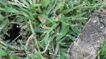 Aeration core from lawn aerating operation