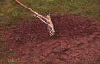 Leveling Lawn Tips