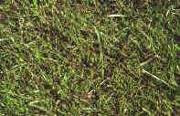 Inspect the Finished Lawn
