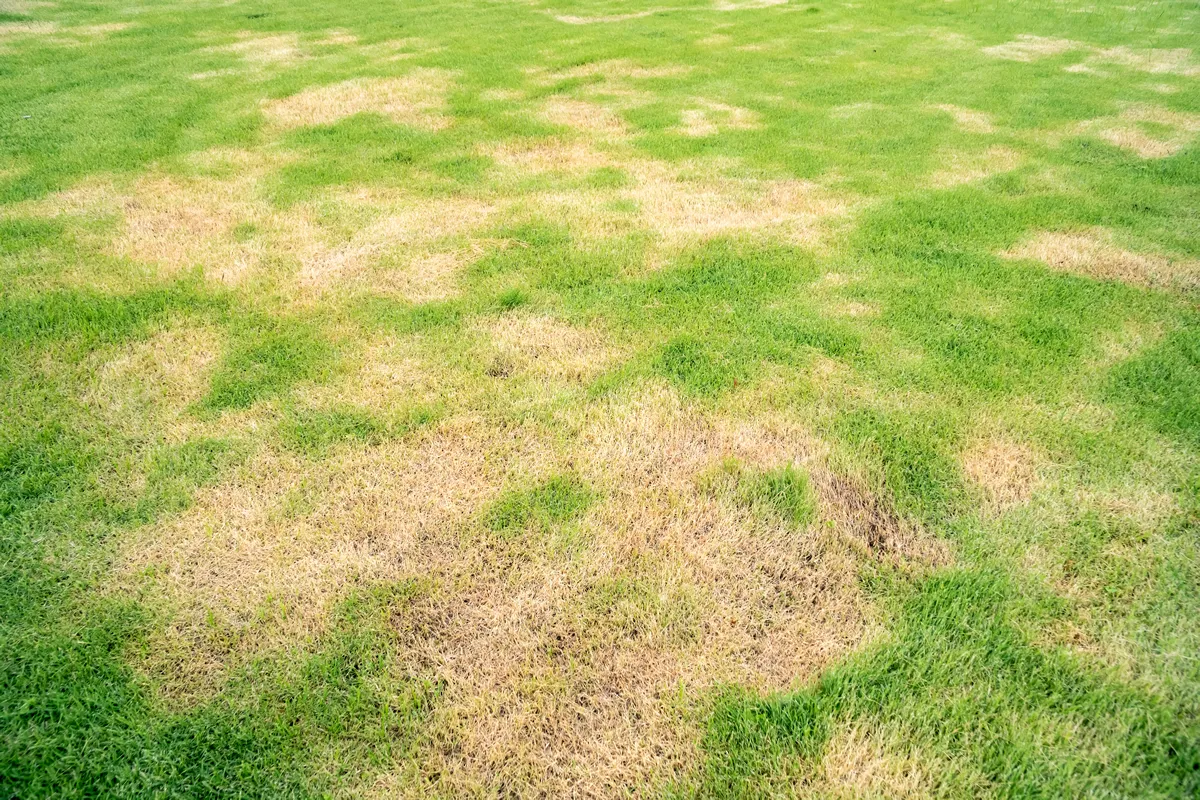 Dead grass top view of the nature background. texture of Green and brown patch. grass texture the lack of lawn care and maintenance until the damage pests fungus and disease field in bad condition.