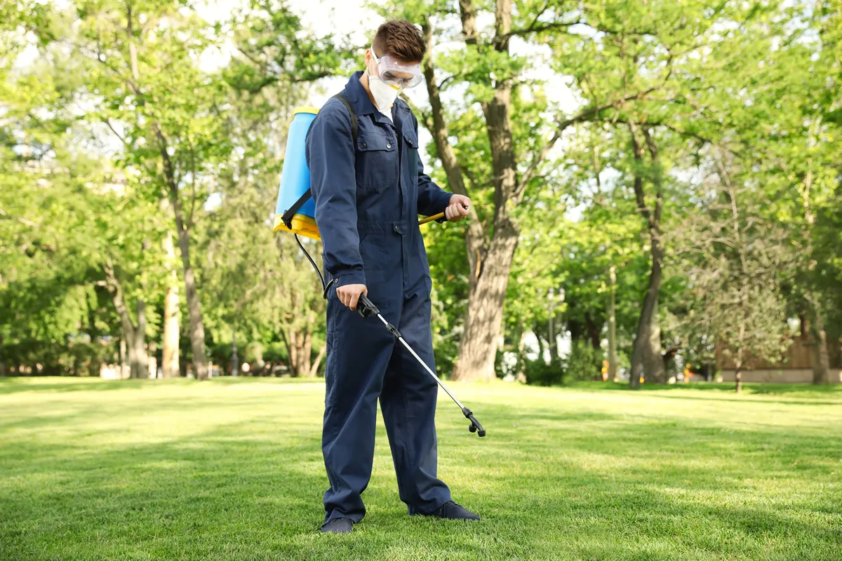 Worker spraying pesticide onto green lawn outdoors. Pest control