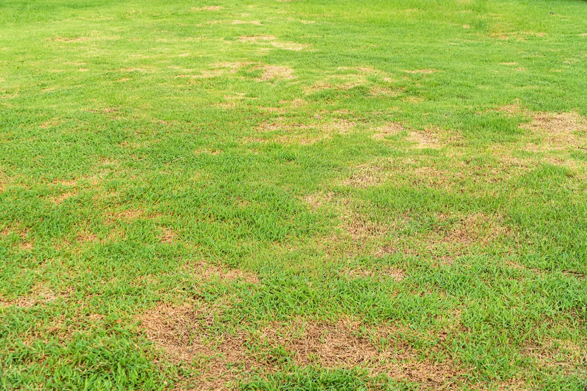 A patch is caused by the destruction of fungus Rhizoctonia Solani grass leaf change from green to dead brown in a circle lawn texture background dead dry grass. Dead grass of the nature background.