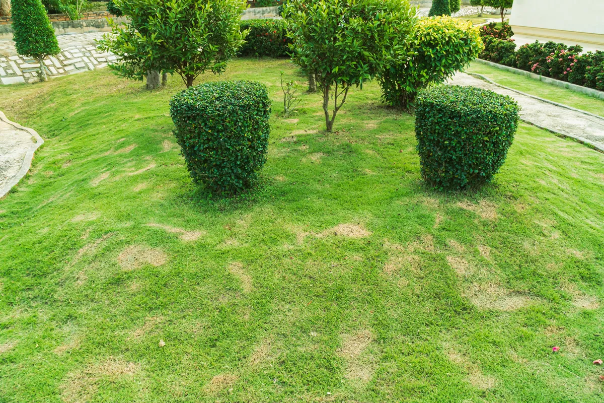 Dead grass of the nature background. a patch is caused by the destruction of fungus. Rhizoctonia Solani grass leaf change from green to dead brown in a circle lawn texture background dead dry grass.