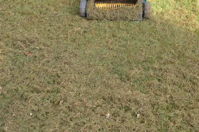 Thatch seen laying on the lawn by scarifying.