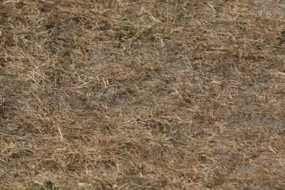 dry grass burnt by the sun on the lawn.