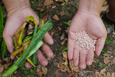 Human hand holding commercial chemical fertilizer pellets and kitchen waste fertilizer. Organic versus inorganic gardening concept.