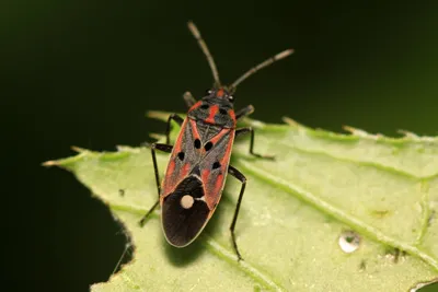 chinch bug on plant in the wild
