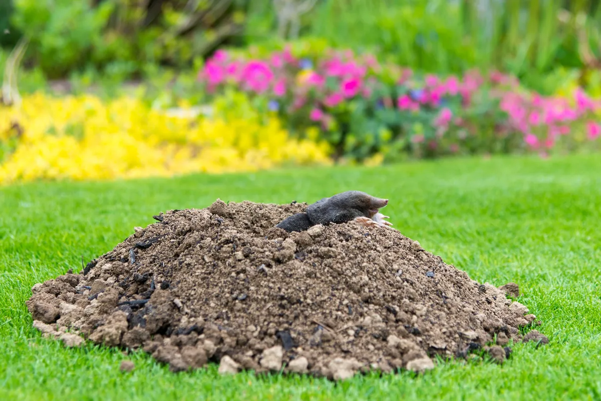 European mole crawling out of molehill above ground, showing strong front feet used for digging underground tunnels