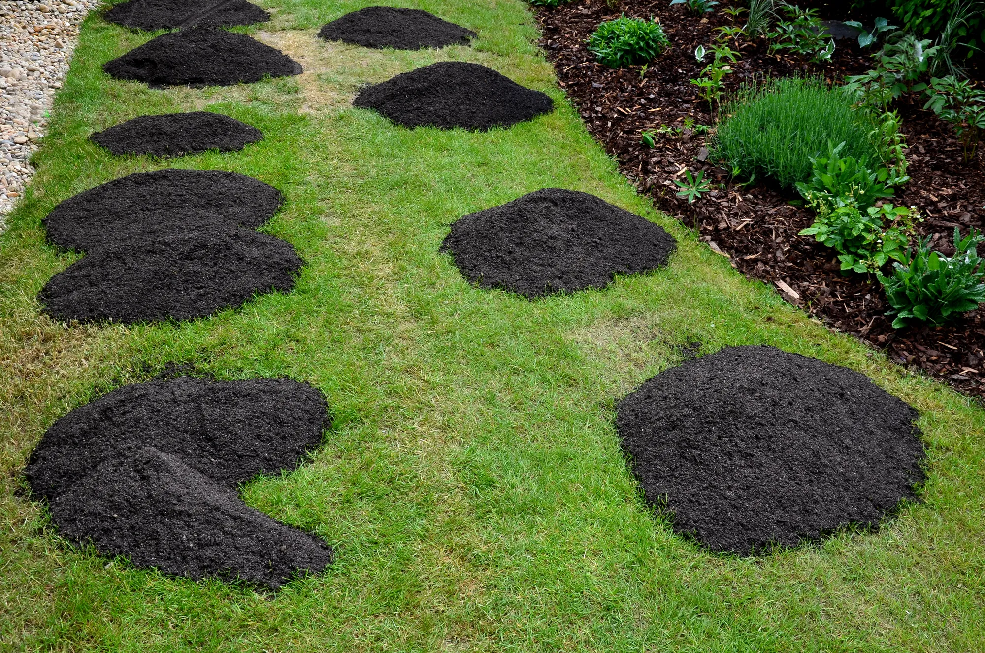 repair of damaged lawns after installation of automatic irrigation. bringing piles of soil and scattering with rakes. lawn sowing and grooving.