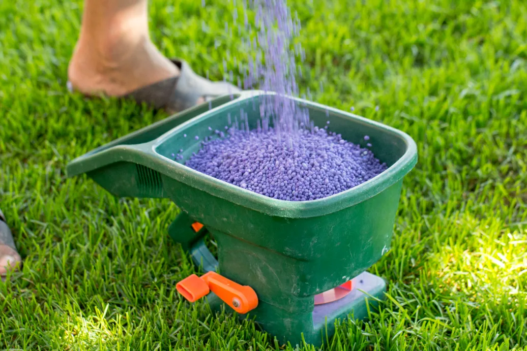 Manual fertilizing of the lawn in back yard in spring time. Close up