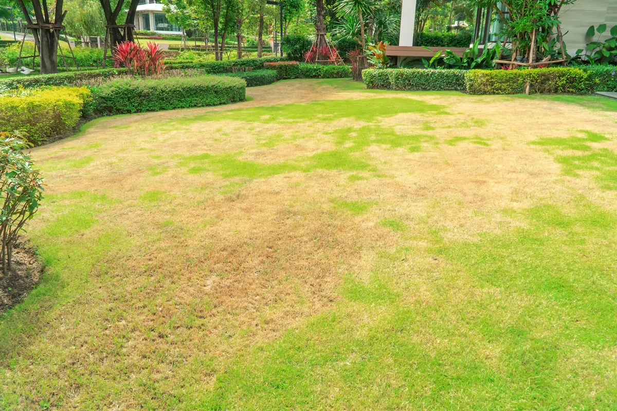 Pests and disease cause amount of damage to green lawns, lawn in bad condition and need maintaining, Landscaped Formal Garden, Front yard with garden design, Peaceful Garden, Path in the garden.