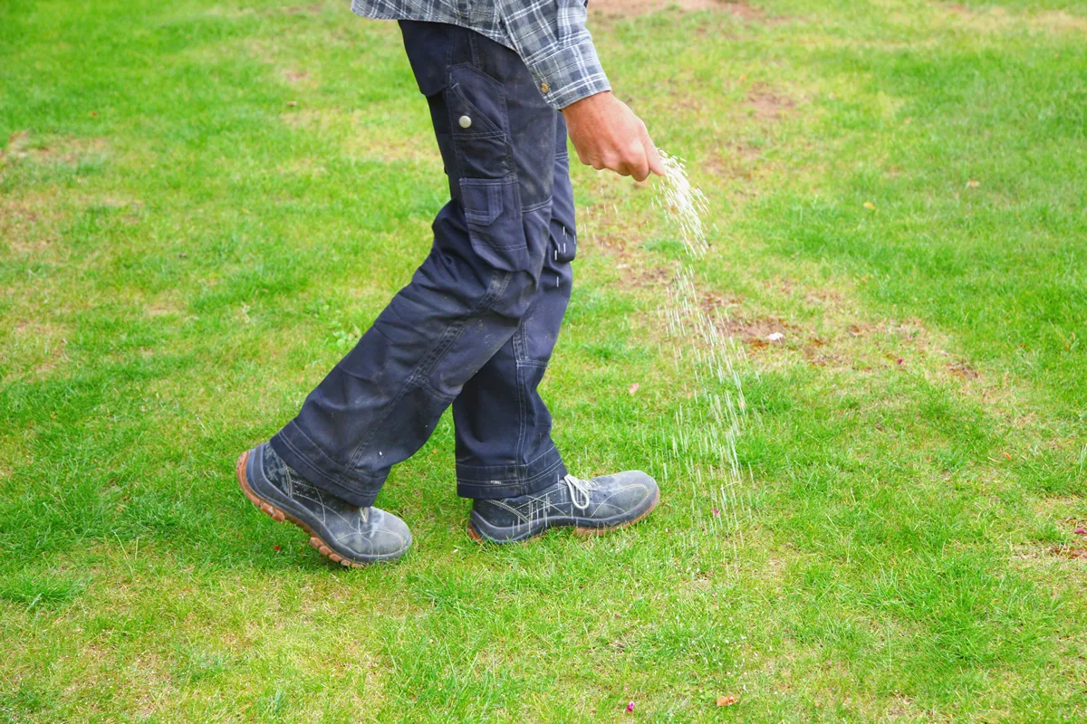one man farmer is fertilizing the lawn soil. male hand of worker, Fertilizer For Lawns in springtime for the perfect lawn. Organic lawn fertilizer in man's hand on garden background.
