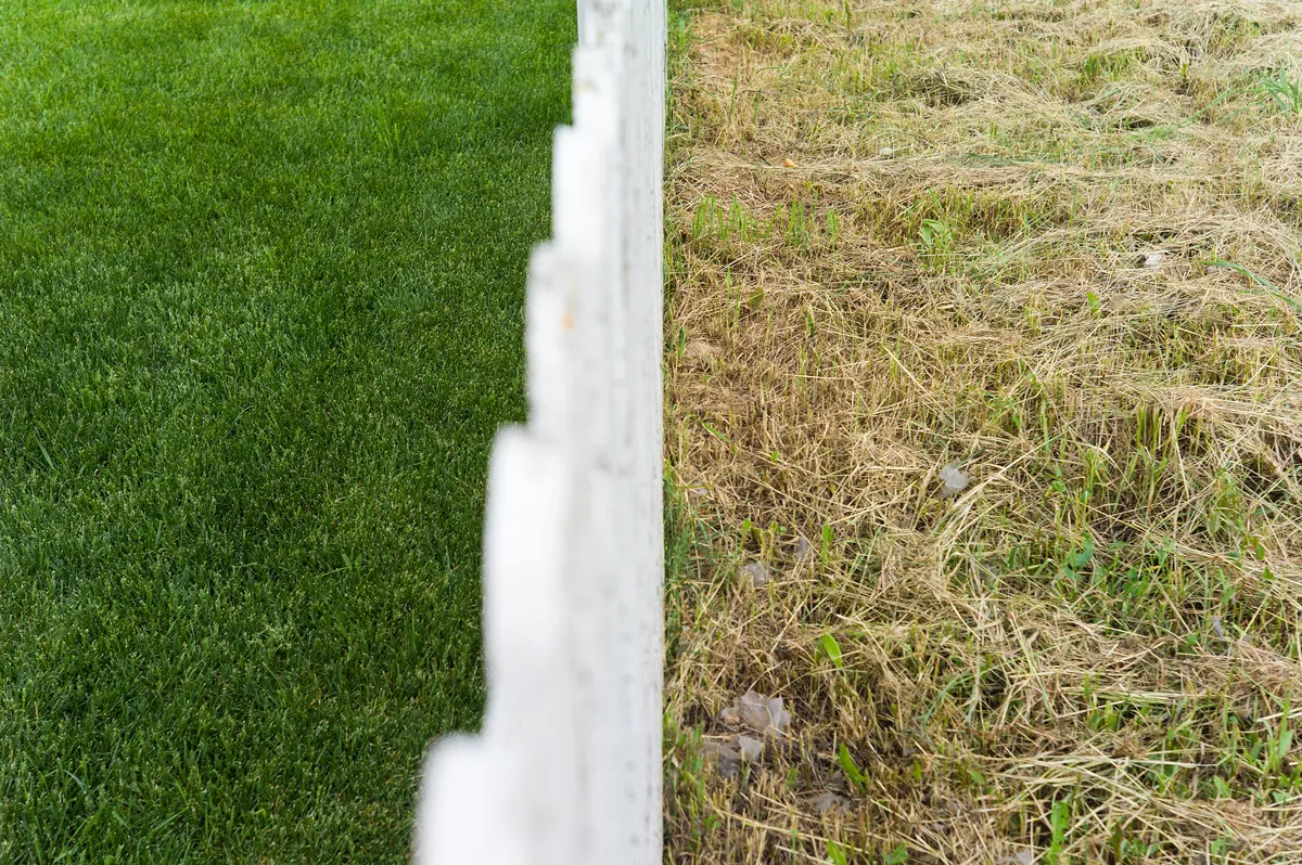 Manicured lawn and unkempt lawn, divided with fence, outdoor shot