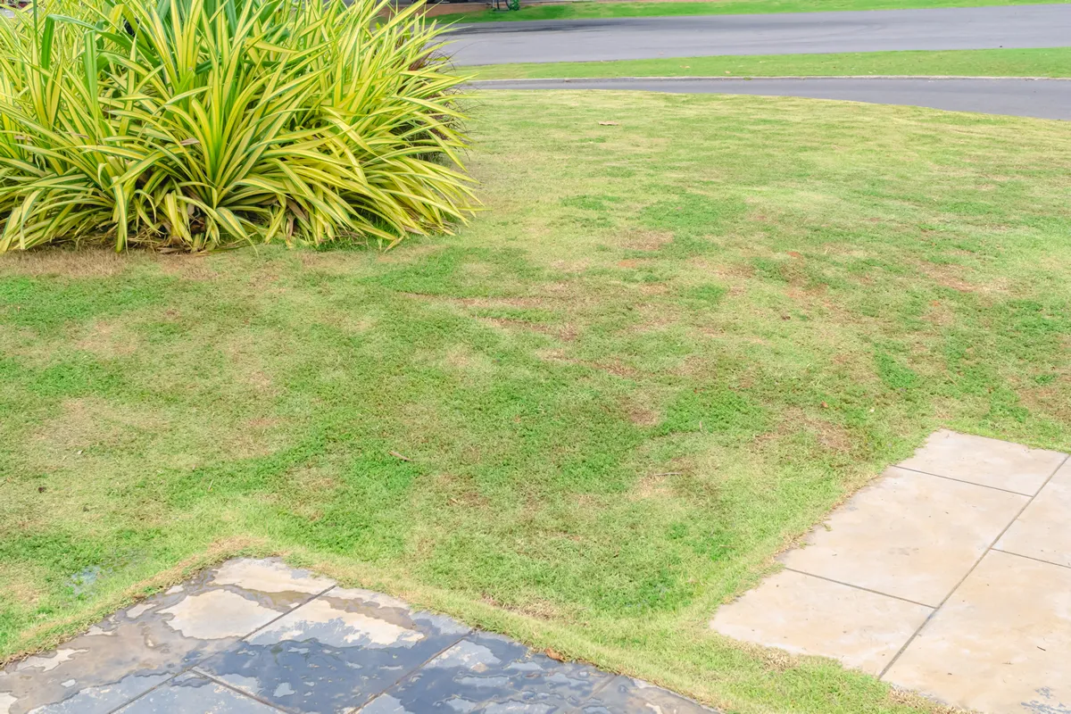 Dead grass of the nature background. a patch is caused by the destruction of fungus. Rhizoctonia Solani grass leaf change from green to dead brown in a circle lawn texture background dead dry grass.