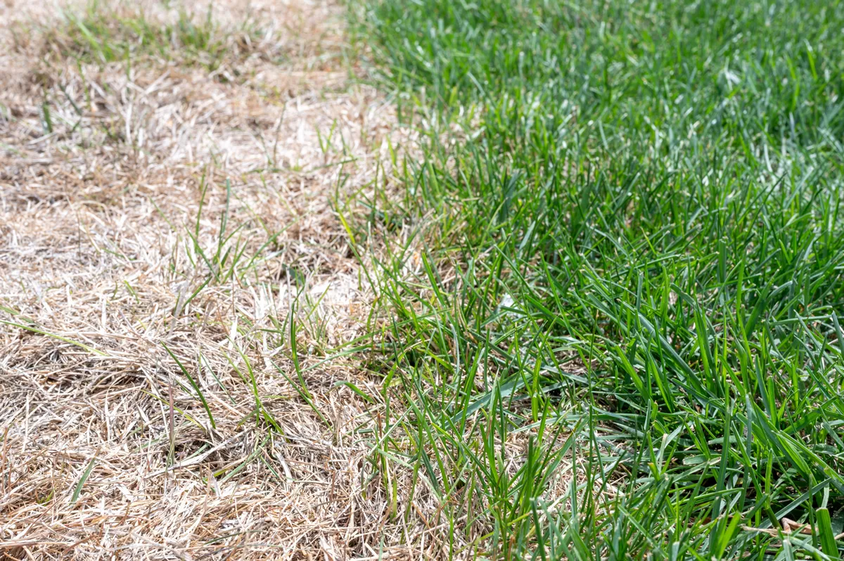 Visible distinction between healthy lawn and chemical burned grass.