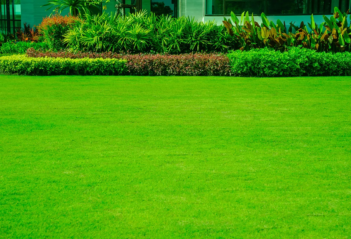 Groundsman spreads fertilizer for grass on a football pitch