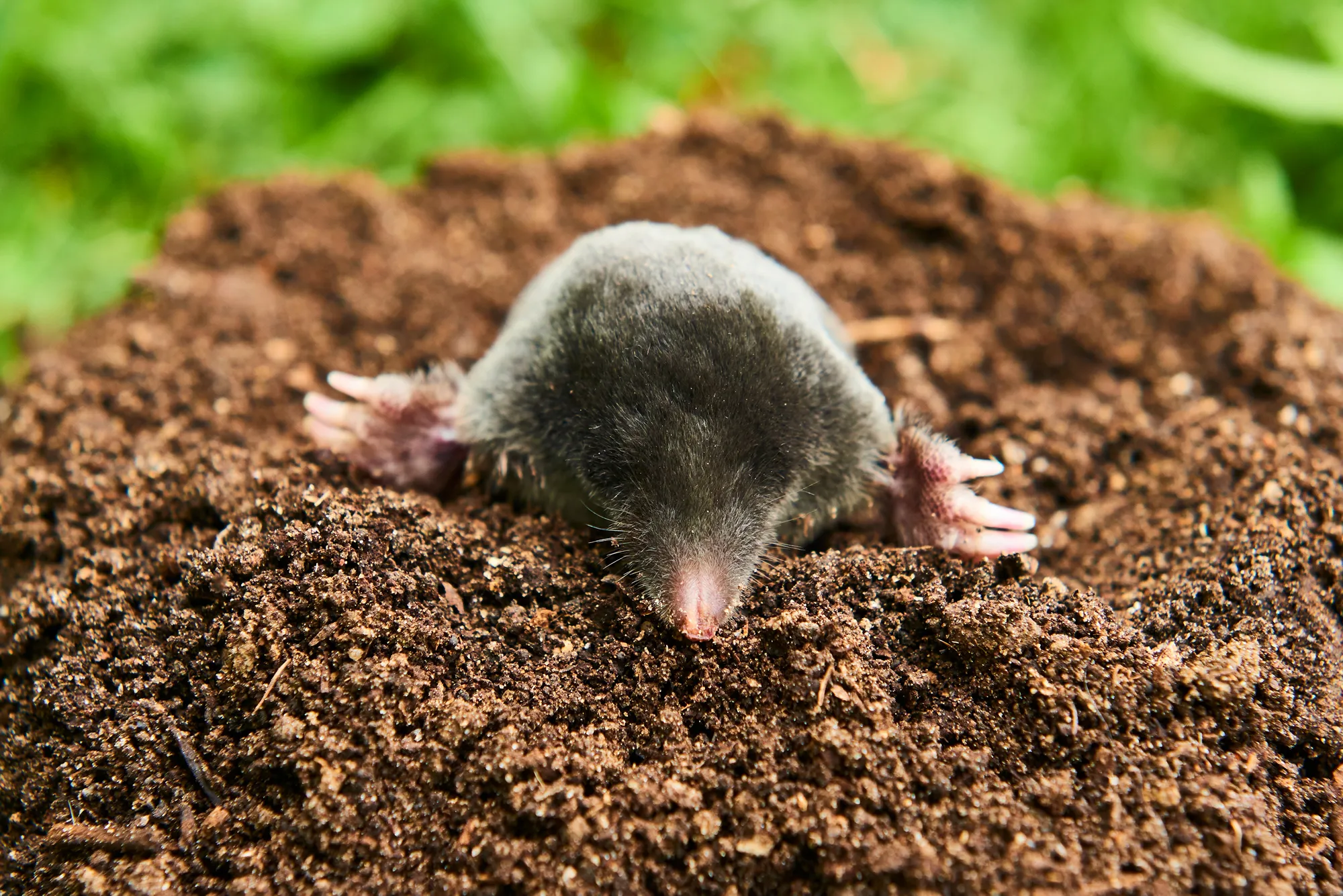 Close up of Mole in garden. Talpa europaea, crawling out of brown molehill, green grass lawn background. Selective focus