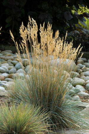 Festuca glauca as a solitary specimen plant agains pebble garden