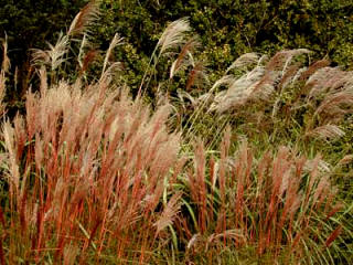 Assorted dry grasses