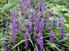Liriope muscari - Lilyturf. Often classed as a grass - which it is not!