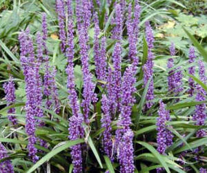 Liriope muscari - classed as a grass - but it is not a real grass!