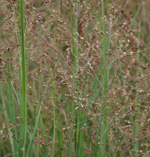 Panicum virgatum 'Heavy_Metal'. Ornamental Grass with metalic sheen leaves.