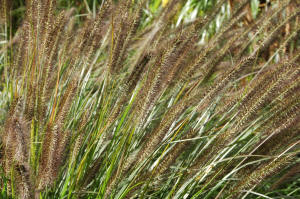 Pennisetum alopecuroides Hameln - Ornamental Grass