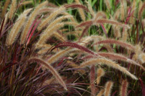 Pennisetum staceum Rubrum - Ornamental purple grass