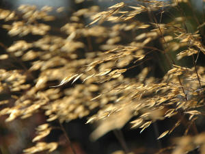 Stipa gigantea - The Giant Golden Oat Grass