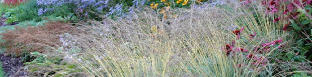 Grasses and Rudbeckia - Echinacea