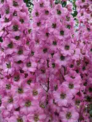 Pink Delphinium flower spikes