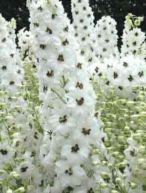 White Delphinium Flower spike Blooms