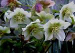 Creamy white flowers of helleborus orientalis