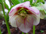 Pink and white nodding flowers on Hellebore orientalis
