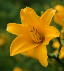 Hemerocallis Alan - Golden trumpet flowers on this Daylily
