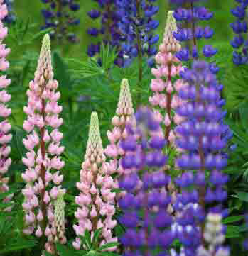 Assorted Lupins. Spikes of flowers.